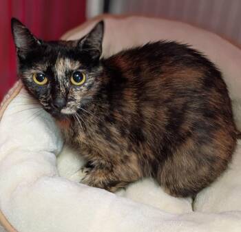 Dulce -  Domestic Short Hair Cat for Adoption in Hamilton, Ohio - Dulce | PetCurious