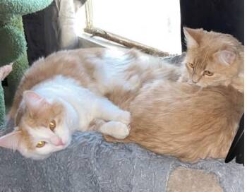 American Shorthair Cats Available for Adoption - Honey And Dawn | PetCurious