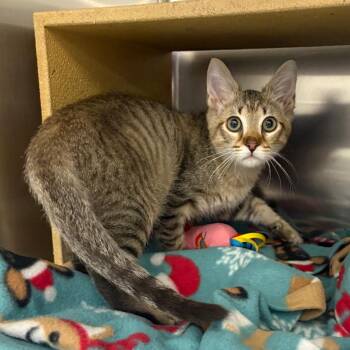 Fuschia -  Domestic Short Hair Cat for Adoption in Spokane, Washington - Fuschia | PetCurious