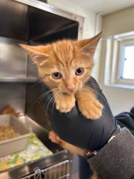 Domestic Short Hair Cats Available for Adoption in Mineral, Virginia - Octo | PetCurious
