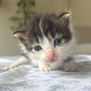 Strawberry -  Domestic Short Hair Cat for Adoption in Lenexa, Kansas - Strawberry | PetCurious