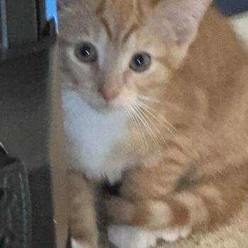 Apollo -  Domestic Short Hair Cat for Adoption in South Euclid, Ohio - Apollo | PetCurious