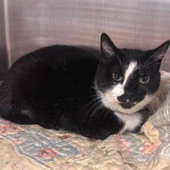 Domestic Short Hair Cats Available for Adoption - Jazzy | PetCurious