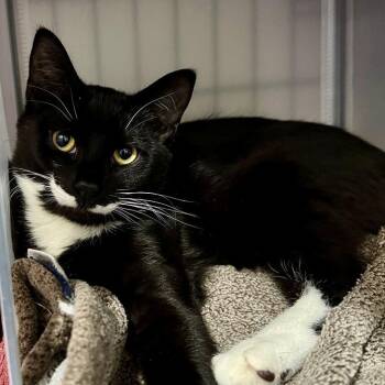 Cosmo -  Domestic Short Hair Cat for Adoption in Alexandria, Virginia - Cosmo | PetCurious