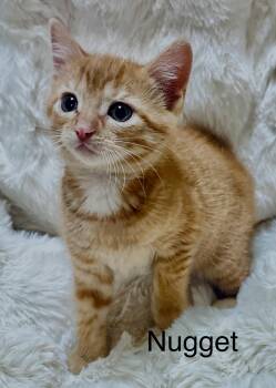 Nugget -  Domestic Short Hair Cat for Adoption in South Elgin, Illinois - Nugget | PetCurious