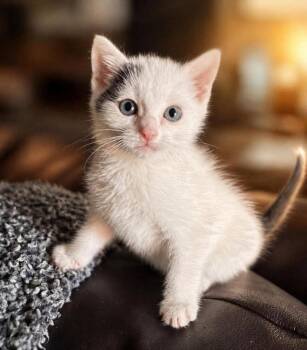 Domestic Short Hair Cats Available for Adoption in Knoxville, Tennessee - Rhett | PetCurious