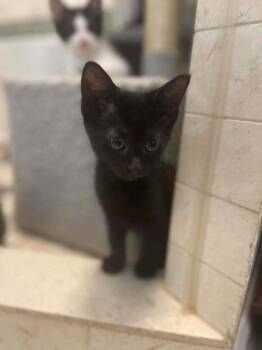 Karakul -  Domestic Medium Hair Cat for Adoption in Chicago, Illinois - Karakul | PetCurious