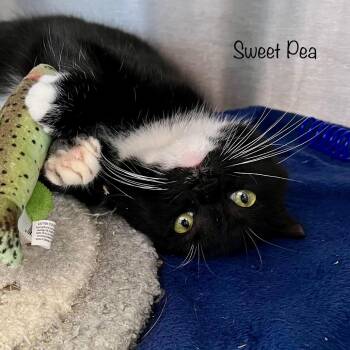 Sweet Pea -  Domestic Short Hair Cat for Adoption in Madisonville, Tennessee - Sweet Pea | PetCurious