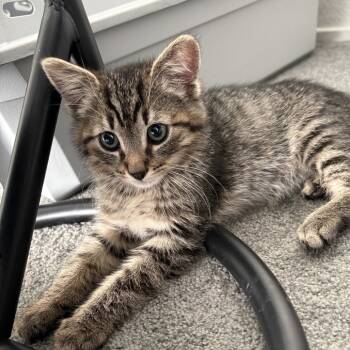 Rescue Domestic Short Hair Cats for Adoption in Pleasanton, California - Jamie | PetCurious