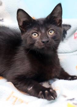 Rinky -  Domestic Short Hair Cat for Adoption in Tierra Verde, Florida - Rinky | PetCurious