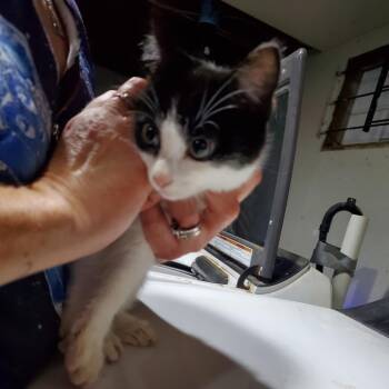 Rescue Domestic Medium Hair Cats for Adoption in Union, Missouri - Hope | PetCurious