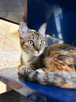 Domestic Short Hair Cats Available for Adoption in Little Elm, Texas - Lori | PetCurious