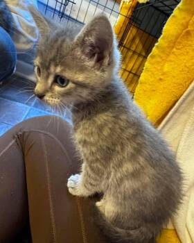 Moses -  Domestic Short Hair Cat for Adoption in Grand Haven, Michigan - Moses | PetCurious