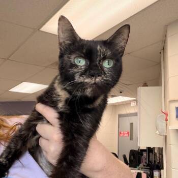Mitski -  Domestic Short Hair Cat for Adoption in Indianapolis, Indiana - Mitski | PetCurious