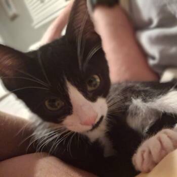 Nuggs -  Domestic Short Hair Cat for Adoption in Denison, Texas - Nuggs | PetCurious