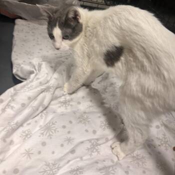 American Shorthair Cats Available for Adoption - Zippy | PetCurious