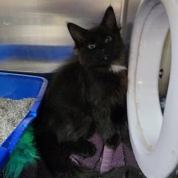 Spoon -  Domestic Medium Hair Cat for Adoption in Walker, Michigan - Spoon | PetCurious