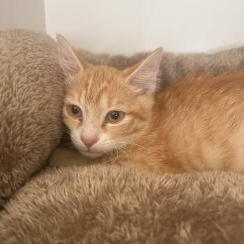 Axis -  Domestic Short Hair Cat for Adoption in Park City, Utah - Axis | PetCurious