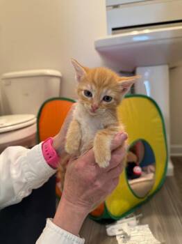 Mace Windu. -  Domestic Short Hair Cat for Adoption in Douglasville, Georgia - Mace Windu. | PetCurious