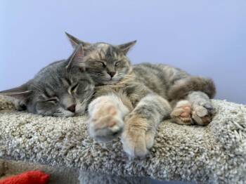 Bonnie and Clyde (cat cafe) -  Domestic Short Hair Cat for Adoption in West Lafayette, Indiana - Bonnie And Clyde (cat Cafe) | PetCurious