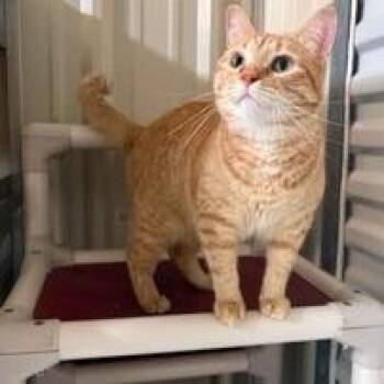 Millie -  Domestic Short Hair Cat for Adoption in Concord, New Hampshire - Millie | PetCurious