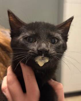 Domestic Medium Hair Cats Available for Adoption - Court 3 | PetCurious