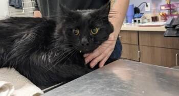 Rescue Domestic Long Hair and Domestic Short Hair Cats for Adoption in Cleveland, Ohio - Peanut Butter | PetCurious