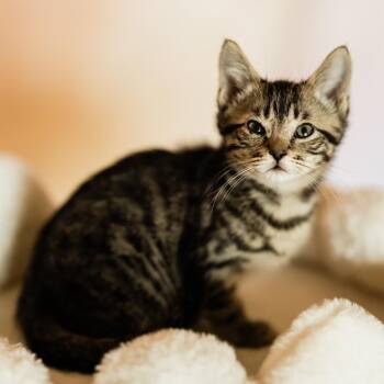 Buck -  Domestic Short Hair Cat for Adoption in Franklin, Tennessee - Buck | PetCurious