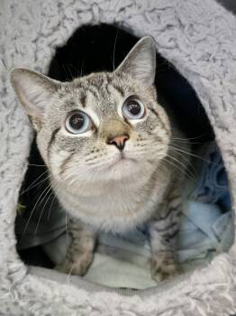 Tokk -  Domestic Short Hair Cat for Adoption in Winthrop, Maine - Tokk | PetCurious