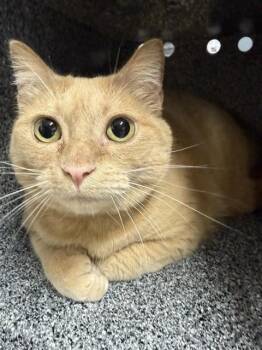 ZELDA -  Domestic Short Hair Cat for Adoption in Fairbanks, Alaska - ZELDA | PetCurious