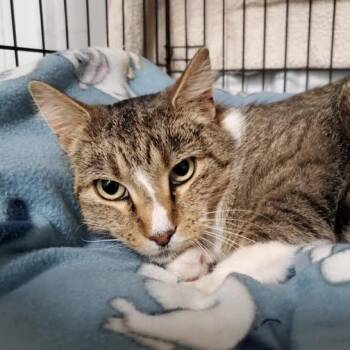 Domestic Short Hair Cats Available for Adoption in Marseilles, Illinois - Prince | PetCurious