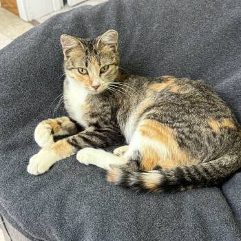 Ladybug -  Domestic Short Hair Cat for Adoption in Jamestown, North Dakota - Ladybug | PetCurious