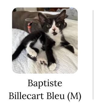 Domestic Short Hair Cats Available for Adoption in Houston, Texas - Baptiste Billecart-Bleu | PetCurious