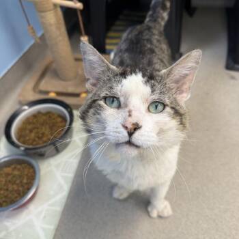 Seven -  Domestic Medium Hair Cat for Adoption in Buffalo, New York - Seven | PetCurious