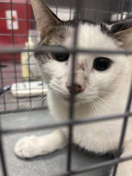 CASETTE -  Domestic Short Hair Cat for Adoption in Las Vegas, Nevada - CASETTE | PetCurious