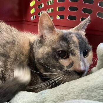Domestic Short Hair Cats Available for Adoption - Margaret | PetCurious