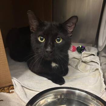 Domestic Medium Hair Cats Available for Adoption in Charleston, West Virginia - Miks | PetCurious