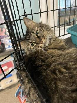 Rescue Domestic Short Hair Cats for Adoption in Warren, Ohio - Zoey | PetCurious