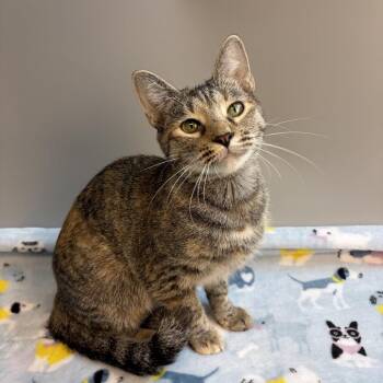 Marmalade -  Domestic Short Hair Cat for Adoption in San Antonio, Texas - Marmalade | PetCurious
