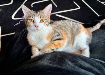 Calico Cats Available for Adoption in Urbandale, Iowa - Juliette | PetCurious