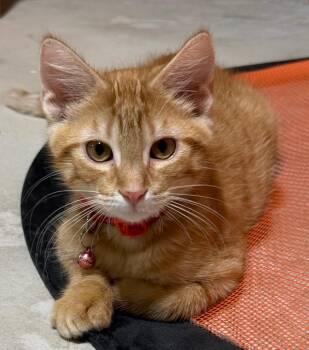 Tyler -  Domestic Short Hair Cat for Adoption in Mokena, Illinois - Tyler | PetCurious