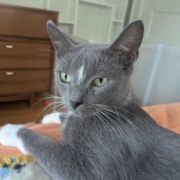 Rescue Domestic Short Hair Cats for Adoption in Minneapolis, Minnesota - Ellie | PetCurious
