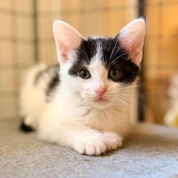 Zach -  Domestic Short Hair Cat for Adoption in Green Bay, Wisconsin - Zach | PetCurious