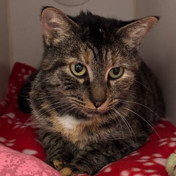 Rescue Domestic Short Hair Cats for Adoption in Naperville, Illinois - Sugarplum | PetCurious