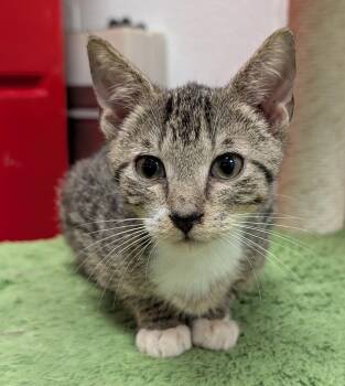 Scooter -  Domestic Short Hair Cat for Adoption in Smithfield, North Carolina - Scooter | PetCurious