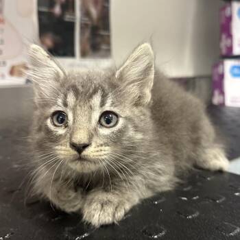 Sausage -  Domestic Short Hair Cat for Adoption in League City, Texas - Sausage | PetCurious
