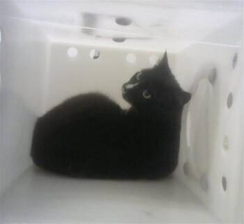 Domestic Short Hair Cats Available for Adoption in Albuquerque, New Mexico - TUX | PetCurious