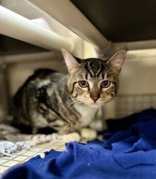 Big Eyes -  Domestic Short Hair Cat for Adoption in Bellevue, Washington - Big Eyes | PetCurious