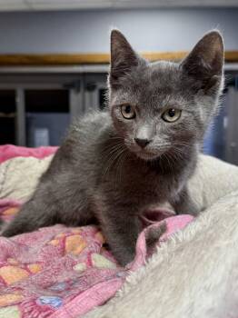 Domestic Short Hair Cats Available for Adoption - CAT - Ernest | PetCurious