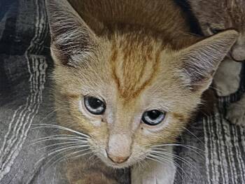 Rescue Domestic Short Hair Cats for Adoption in Fort Madison, Iowa - Fuego | PetCurious